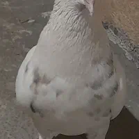 کبوتر طوق