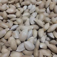 فروش بادام سنگی|خوردنی و آشامیدنی|خانمیرزا, |دیوار