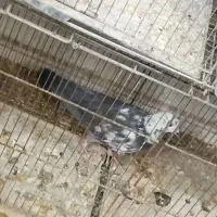 کبوتر
