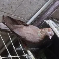 کفتر سرخ|حیوانات|آبادان, |دیوار