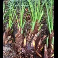 فروش پاجوش نخل به قیمت عمده