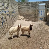 بره