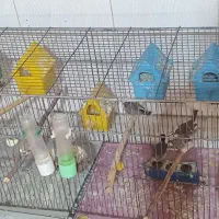 فنچ|پرنده|کوار, |دیوار