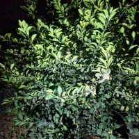 نهال لیمو ترش محلی