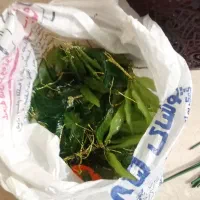 گل های کریستالی|گل مصنوعی|لاهیجان, لاشیدان|دیوار