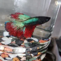 ماهی فایتر نر و ماده