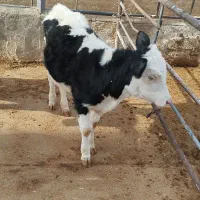 سه عدد گوساله ماده|حیوانات مزرعه|خنجین, |دیوار