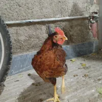 مرغ و خروس نیمچه