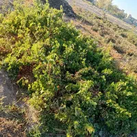 ریشه انگور|خدمات باغبانی و درختکاری|میاندوآب, |دیوار