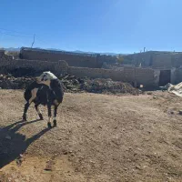 بره قوچی پلنگی پوست گاوی اصل درجه یک