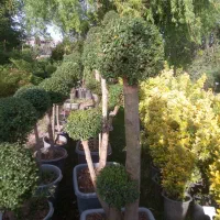 خدمات کارهای باغ و باغشهر وفروش مرغوب ترین درختان|خدمات باغبانی و درختکاری|شیراز, شهرک گلستان|دیوار