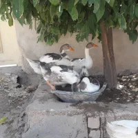 غاز|حیوانات مزرعه|کازرون, |دیوار