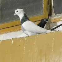 دو عدد طوقی نر