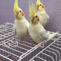 عروس هلندی لوتینو دوماه دستی|پرنده|جرقویه, |دیوار