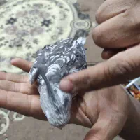 عروس هلندی ایزا بلا|پرنده|تهران, بهمن یار|دیوار