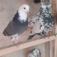 کبوتربچه های خط پایان|پرنده|لاهیجان, بازکیاگوراب|دیوار