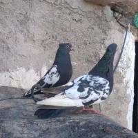 یک جفت کفتر سینه