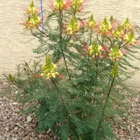 درخت ابریشم ، نهال ابریشم ،گلخانه نهالستان در مشهد|گل و گیاه طبیعی|مشهد, خواجه ربیع|دیوار