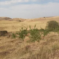 زمین باغ بادوم ب همراه چشمه و استخر