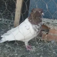 کبوتر|پرنده|تهران, ایرانشهر|دیوار