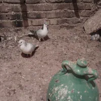 سلام دوستان گرامی جفت نرتیره یه گل دم داره