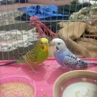 مرغ عشق|پرنده|توکهور, |دیوار