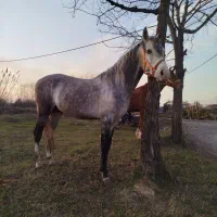 اسب نریان اصیل کرد|اسب و تجهیزات اسب‌سواری|آستانه اشرفیه, |دیوار