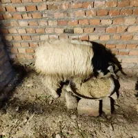 بزغاله نروطنی چاق|حیوانات مزرعه|زاهدان, |دیوار