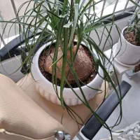 لیندا|گل و گیاه طبیعی|مشهد, تربیت (صدف)|دیوار