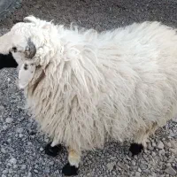 بره نر|حیوانات مزرعه|نیمروز, |دیوار