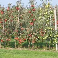 فروش ویژه پایه کشتبافتی ملورین سیب|خدمات باغبانی و درختکاری|اشنویه, |دیوار