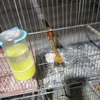 قناری نروماده مست|پرنده|بومهن, |دیوار