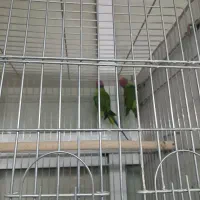 پرنده|پرنده|مشهد, ابوذر|دیوار