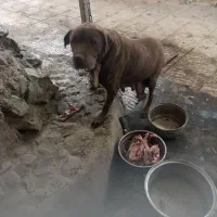 سگ تربیت شده|سگ|فردیس, سرحد آباد|دیوار