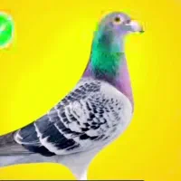 کبوتر پلاکی