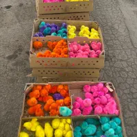 جوجه رنگی ارسال از قم