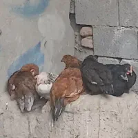 فروش خروس ۴ ماهه بومی