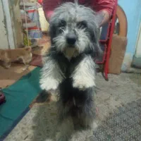 سگ.بازی گوشی|سگ|شیراز, سیلو|دیوار