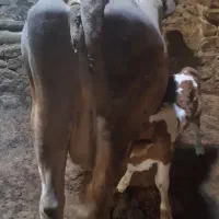 گاو تازه ۶روز زایده