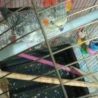 عروس هلندی ماده سرحال