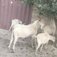 نربزسانن|حیوانات مزرعه|محمدشهر, محمدشهر|دیوار