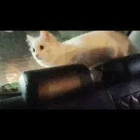 گربه پرشین ماده