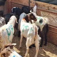 بزغاله نر دورگ پاکستانی خوشگل و ناز
