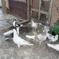 سلام خدمت دوستان چند عدد کفتر جوجه به فروش