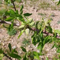 باغ ویلا منطقه سد امند|فروش خانه و ویلا|صوفیان, |دیوار