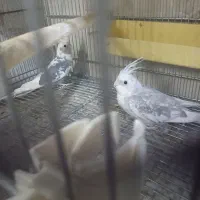 طو طی عر و س.هلندی|پرنده|نظرآباد, نظرآباد|دیوار