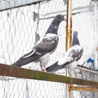 کبوتر یک جفت جوجه تیدی رشت|پرنده|رشت, خرسندی|دیوار