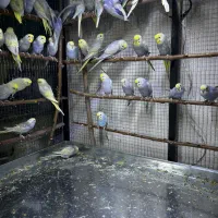 مرغ عشق رینبو رنگین کمانی اورجینال|پرنده|بوکان, |دیوار