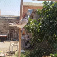 کبوتر پرشی چند عدد فروشی