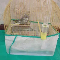 طوطی عروس|پرنده|رشت, فلسطین|دیوار